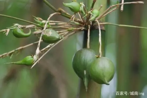 发展竹林经济成功案例_竹业加工致富经_致富经竹林下的经济