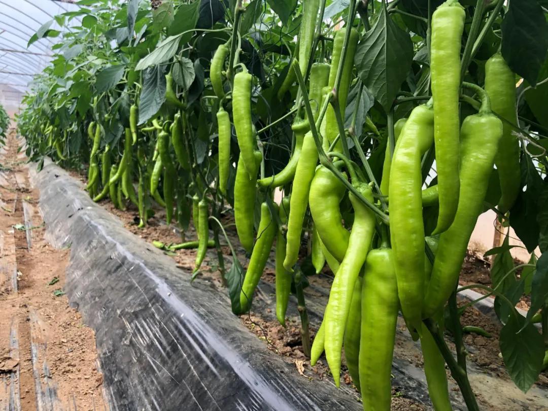 海南青辣椒多少一斤_致富海南青椒种植视频_海南青椒种植致富