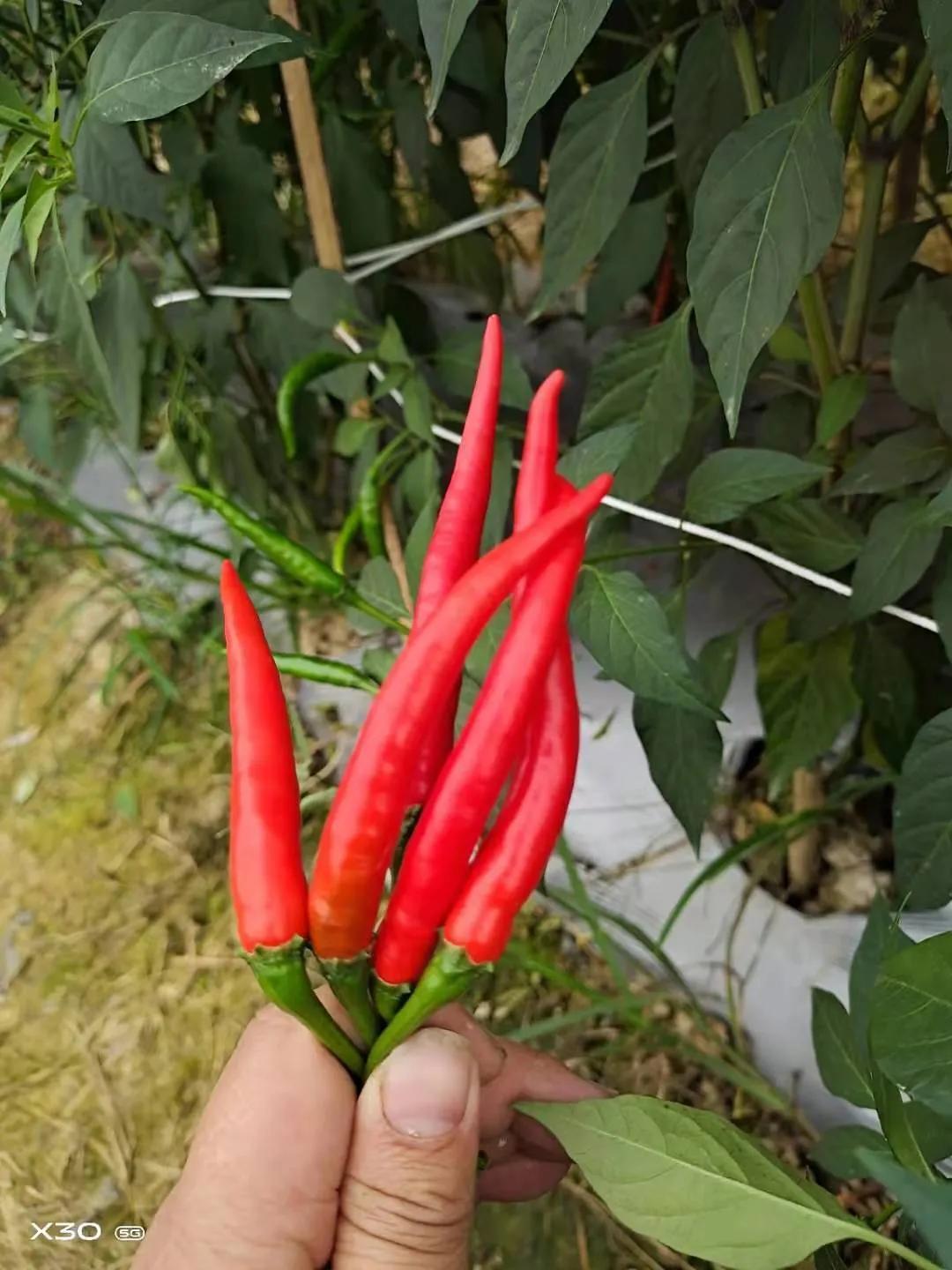 致富海南青椒种植视频_海南青椒种植致富_海南青辣椒多少一斤