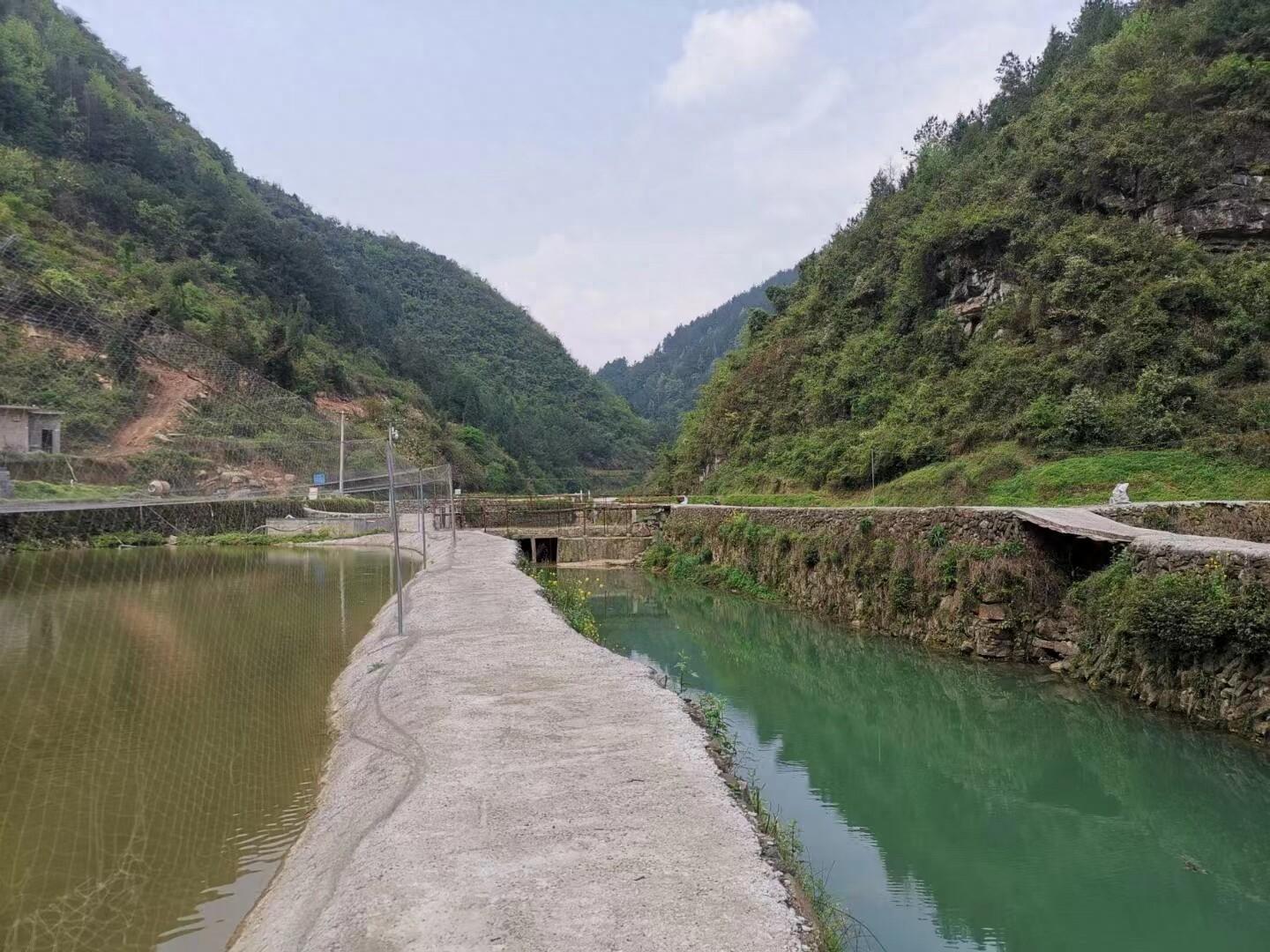 “生态鱼”变“致富鱼”联山村养出致富经