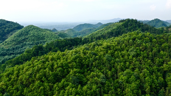 致富经竹林下的经济_致富竹林经济下降的原因_竹业加工致富经