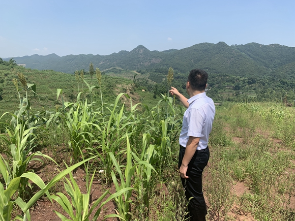 竹业加工致富经_致富竹林经济下降的原因_致富经竹林下的经济