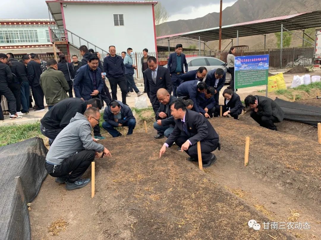 甘南县种植面积_甘肃农村种植什么赚钱_甘南农村种植致富