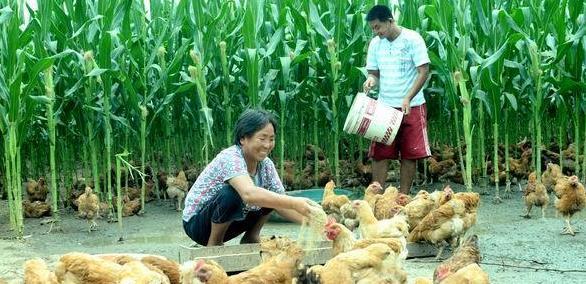 每日农经农家土鸡养殖技术视频_农家养殖土鸡技术与管理_农家土鸡养殖技术