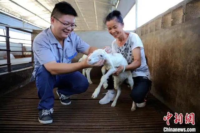 致富美女养湖羊的句子_致富经cctv7视频养湖羊_致富经美女养湖羊