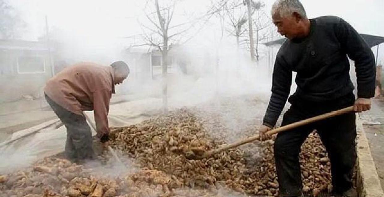 种植地黄需要什么条件_地黄种植前景如何_地黄种植致富