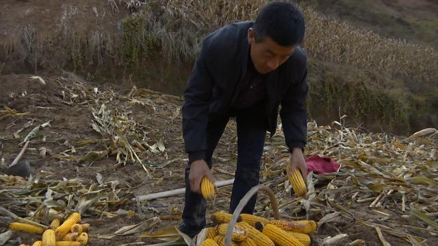 「奋斗百年路 启航新征程」王选红的养殖致富经