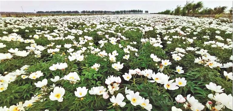 甘南农村种植致富_甘南县种植面积_甘南种植什么