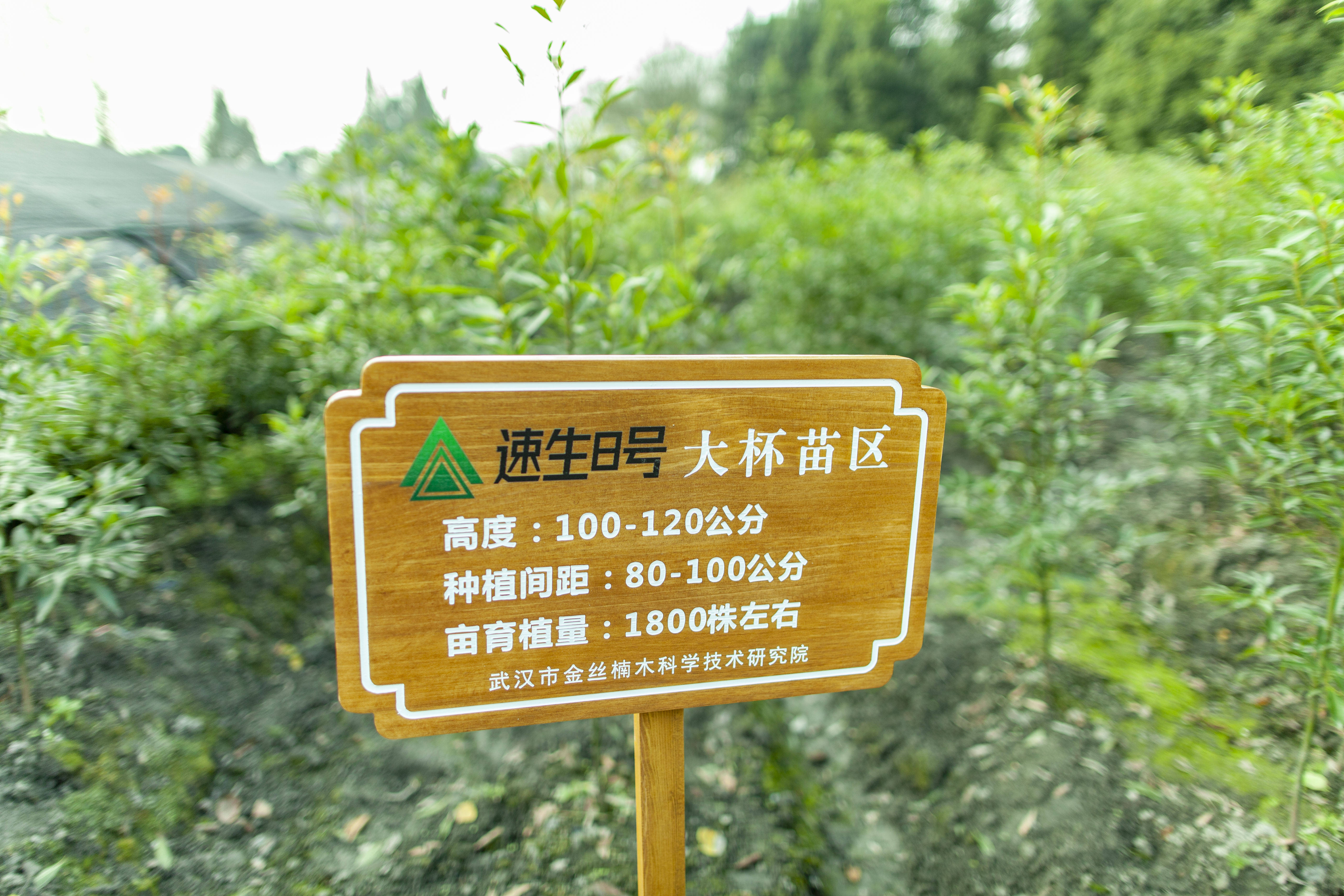 桢楠种植致富_桢楠树苗_桢楠贵吗