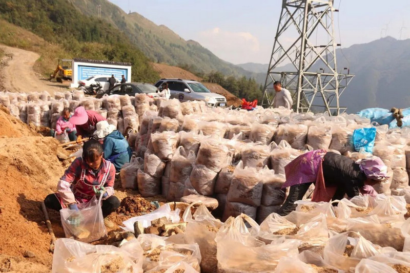 鬃岭镇祠堂边社区务工群众正在将锯末、泥土、木材、蜜环菌混合装袋。