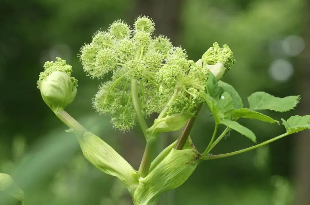 视频种植白芷技术视频教程_白芷的种植技术视频_种植白芷的技术要求