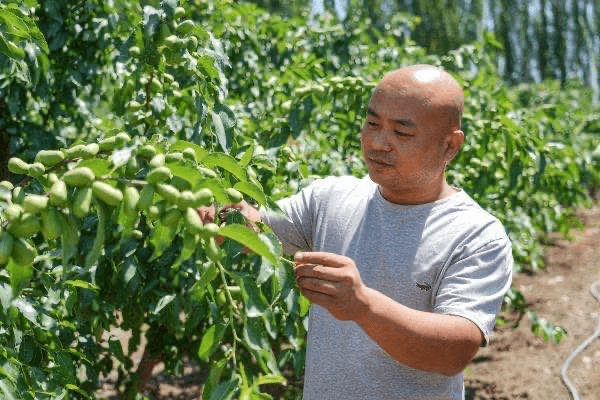 “十城百店、百村千厂、万亩亿元”浙江三大工程产业援疆——戈壁上“蹚”出致富路