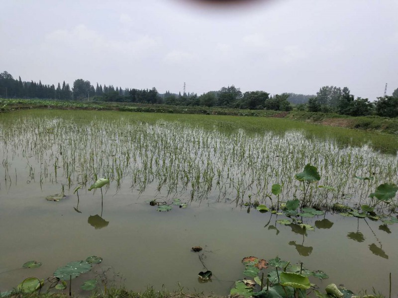 龙虾养殖家庭技术培训_龙虾家庭养殖技术_龙虾养殖家庭技术方法