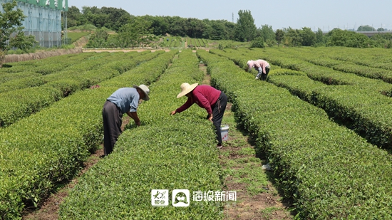 日照经济作物种植_山东日照种植什么_山东日照种植致富