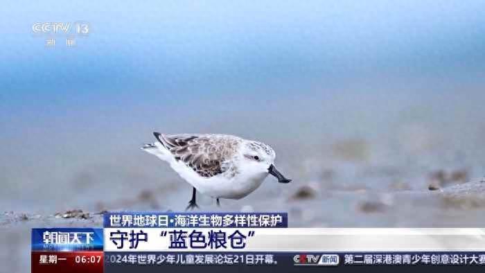 给海洋送鱼、用贝类净水 蓝色粮仓“种”出这些新成果