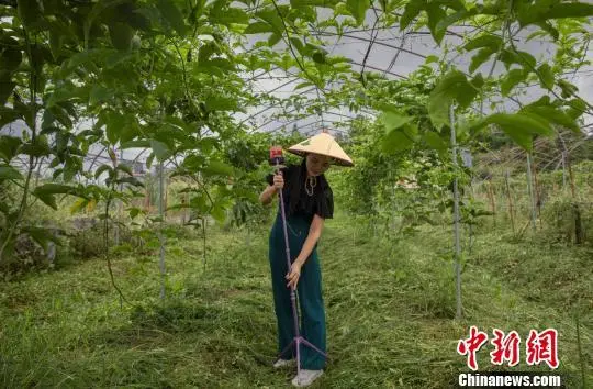 致富经果树种植视频_致富经新奇百香果_香果树的果实香吗