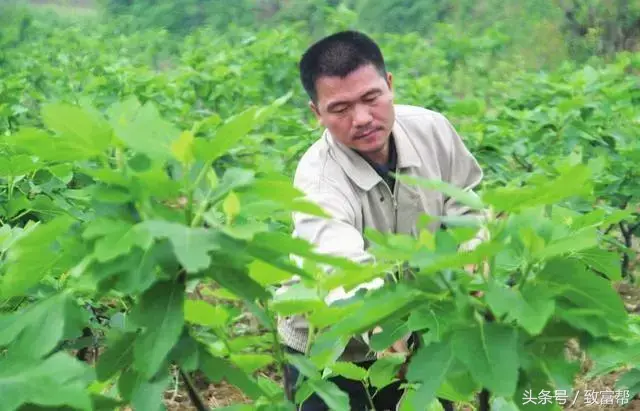 种树致富经_种植什么树致富快_种植致富业