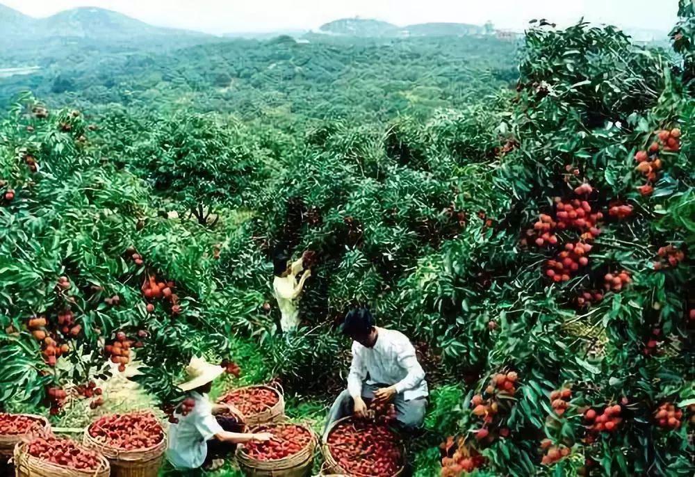 种植致富业_种植什么树致富快_致富经种树的创业项目