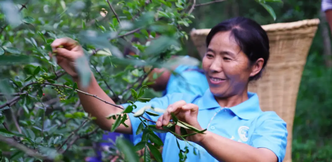 桐子树种植及经济价值_种植桐子树致富_种桐子树国家补贴吗