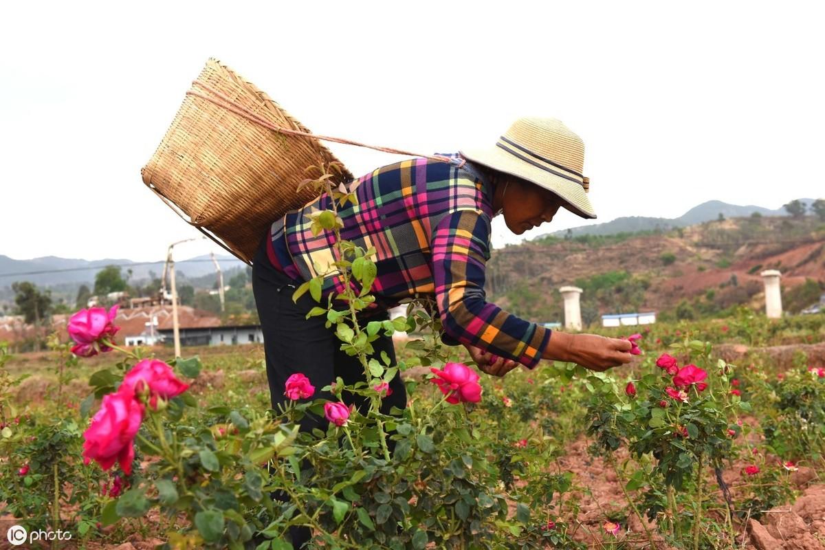 玫瑰种植致富花_致富玫瑰种植花盆图片_致富经种月季花