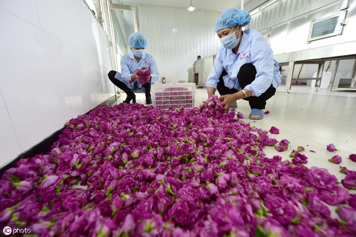 致富经种月季花_玫瑰种植致富花_致富玫瑰种植花盆图片