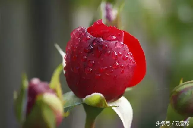 种玫瑰赚钱吗_种玫瑰花赚钱_玫瑰种植致富花