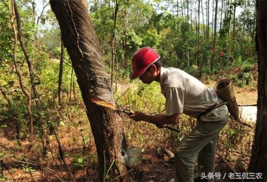 致富种植什么比较赚大钱_种树致富全部视频_种植什么树致富快