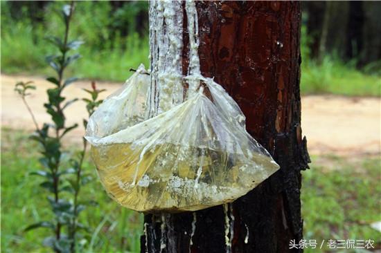 致富种植什么比较赚大钱_种树致富全部视频_种植什么树致富快