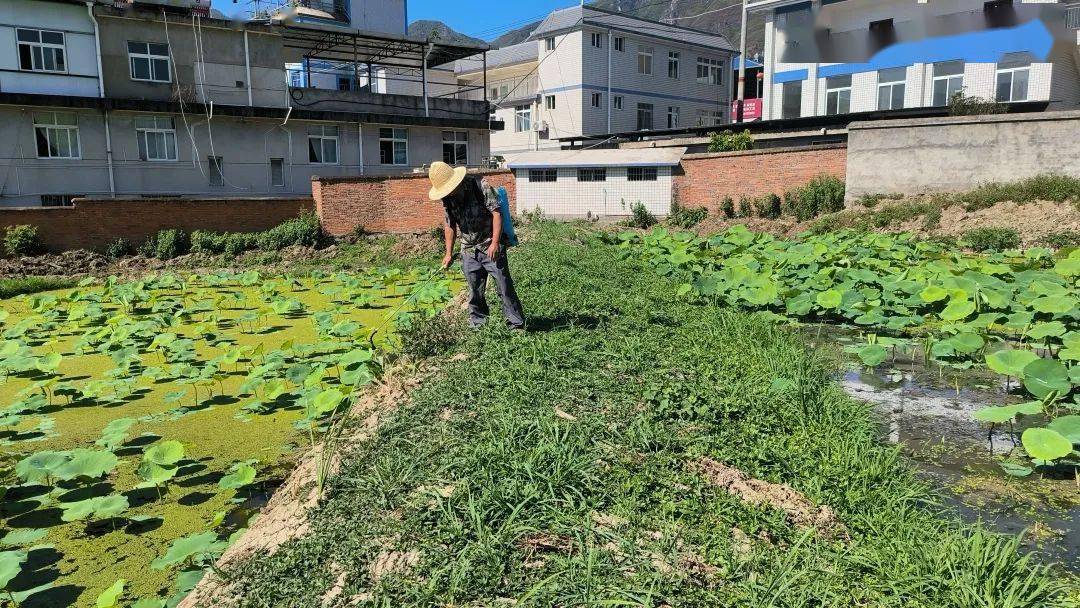 致富经高产藕种植视频_致富经种在布上莲藕_莲藕种植致富