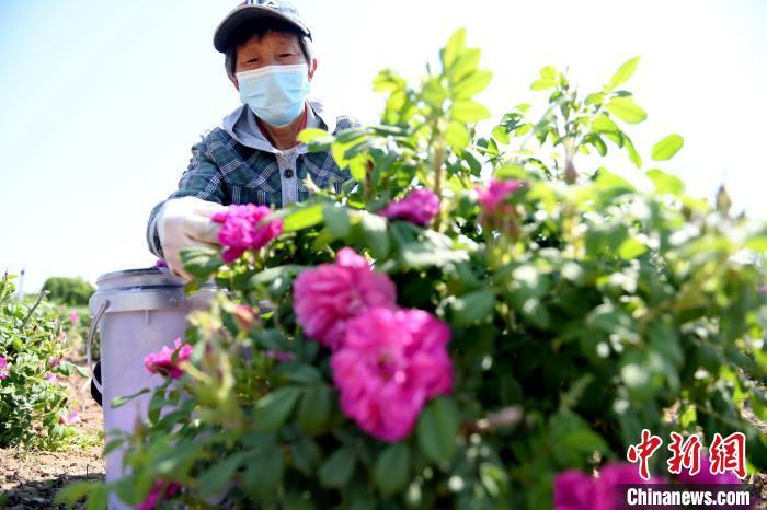 闻着花香致富：河北阜城玫瑰种植延伸“赏食用”