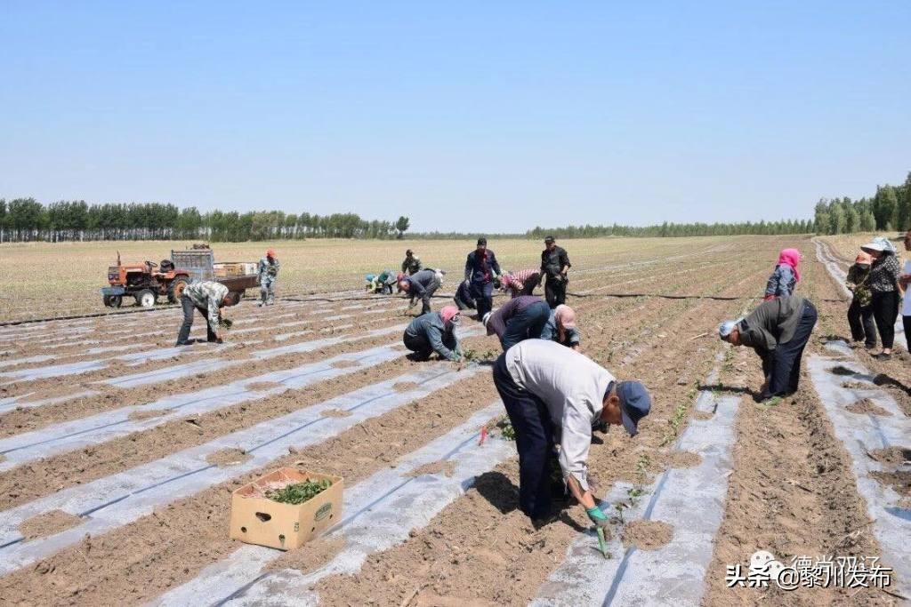 吉林双辽茂林镇：种出片片“黄金田”