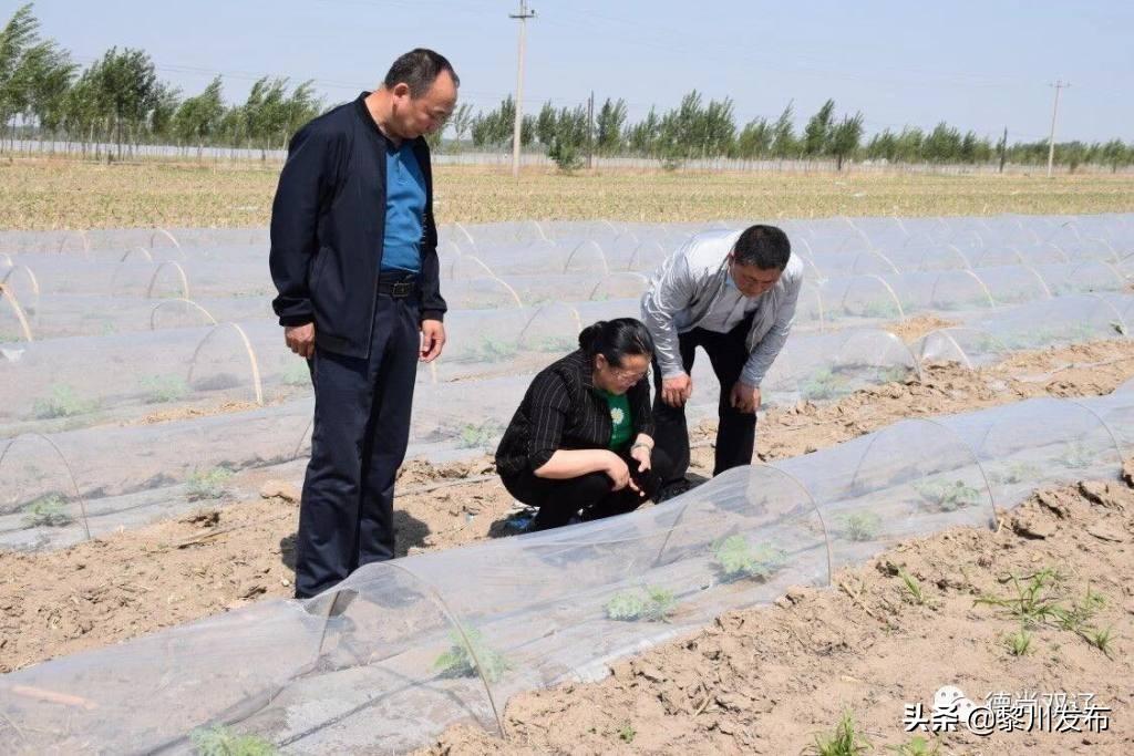 致富种植地瓜怎么样_致富种植地瓜图片_种植地瓜致富经