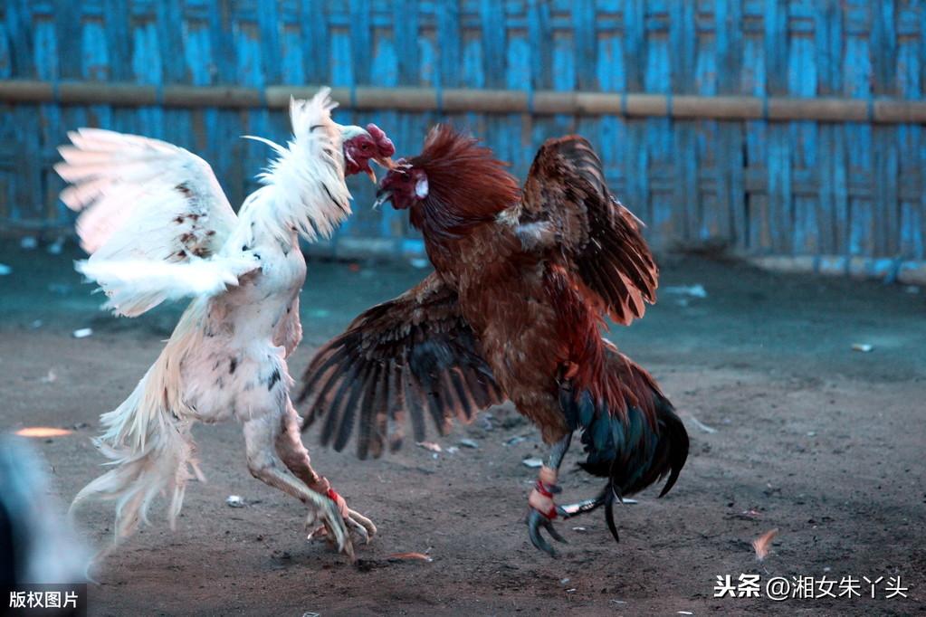 养殖斗鸡致富视频_致富经养殖斗鸡人_致富养殖斗鸡人员名单