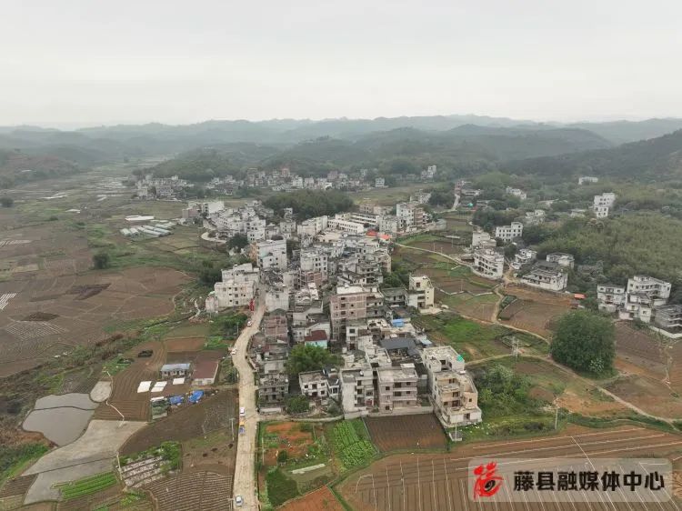 种植盆景柚子致富_柚子盆景怎么种植方法_柚子盆栽种植