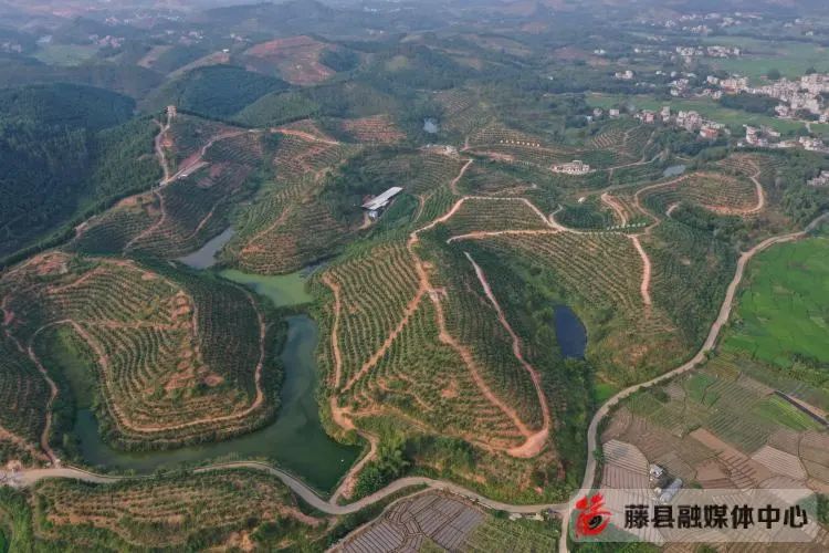 种植盆景柚子致富_柚子盆景怎么种植方法_柚子盆栽种植