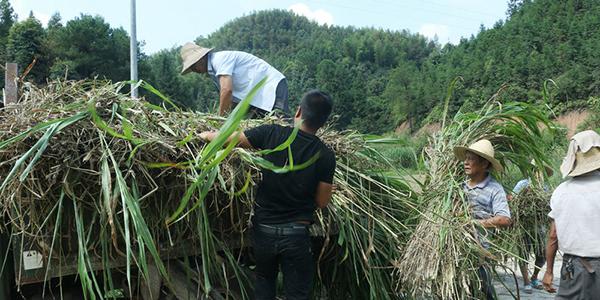 要发展也要环保 兄弟携手走“山羊联养”扶贫之路