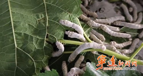 种植致富新项目_致富种植推广文案_推广种植致富