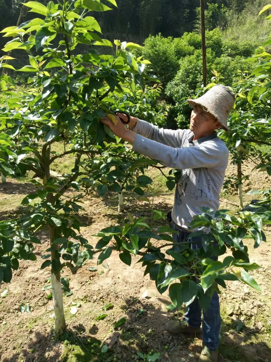 致富柚子种植盆景视频_致富柚子种植盆景怎么样_种植盆景柚子致富