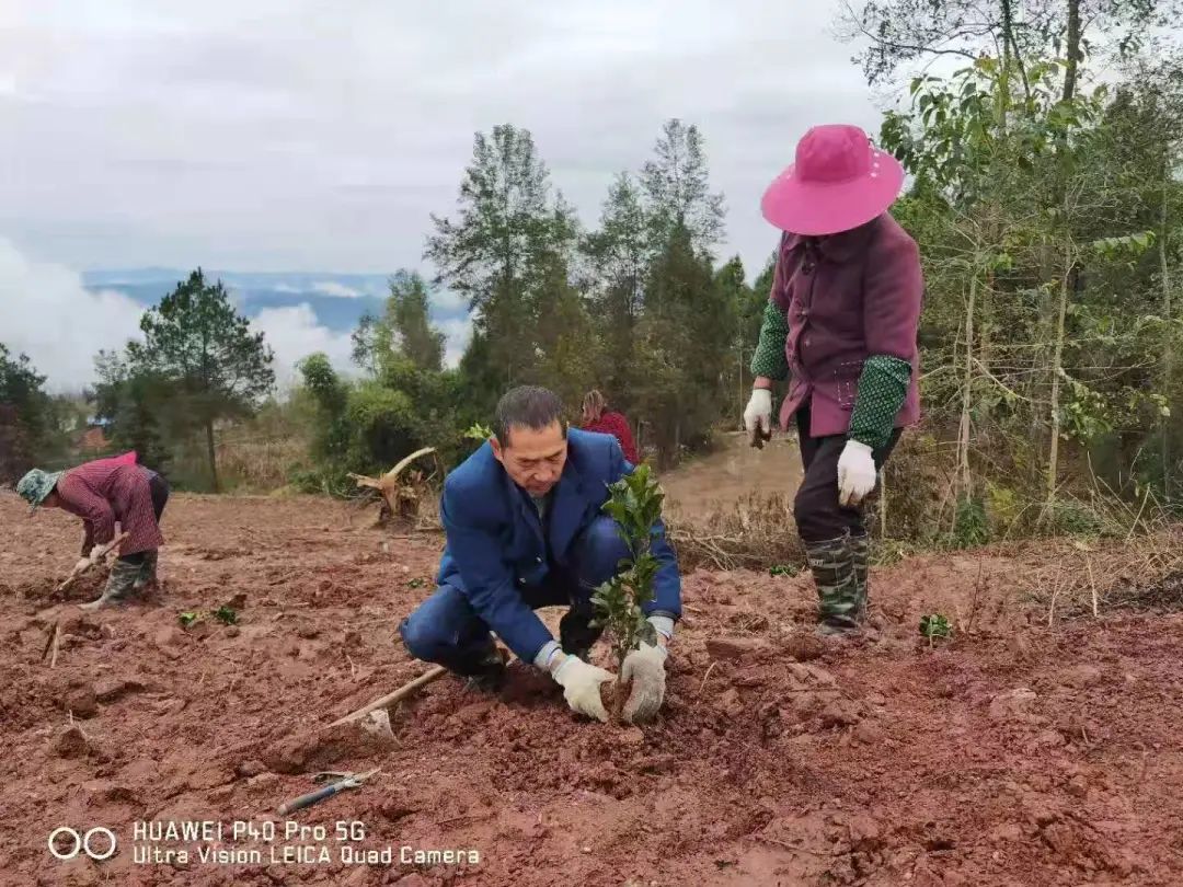 致富柚子种植盆景怎么样_致富柚子种植盆景视频_种植盆景柚子致富