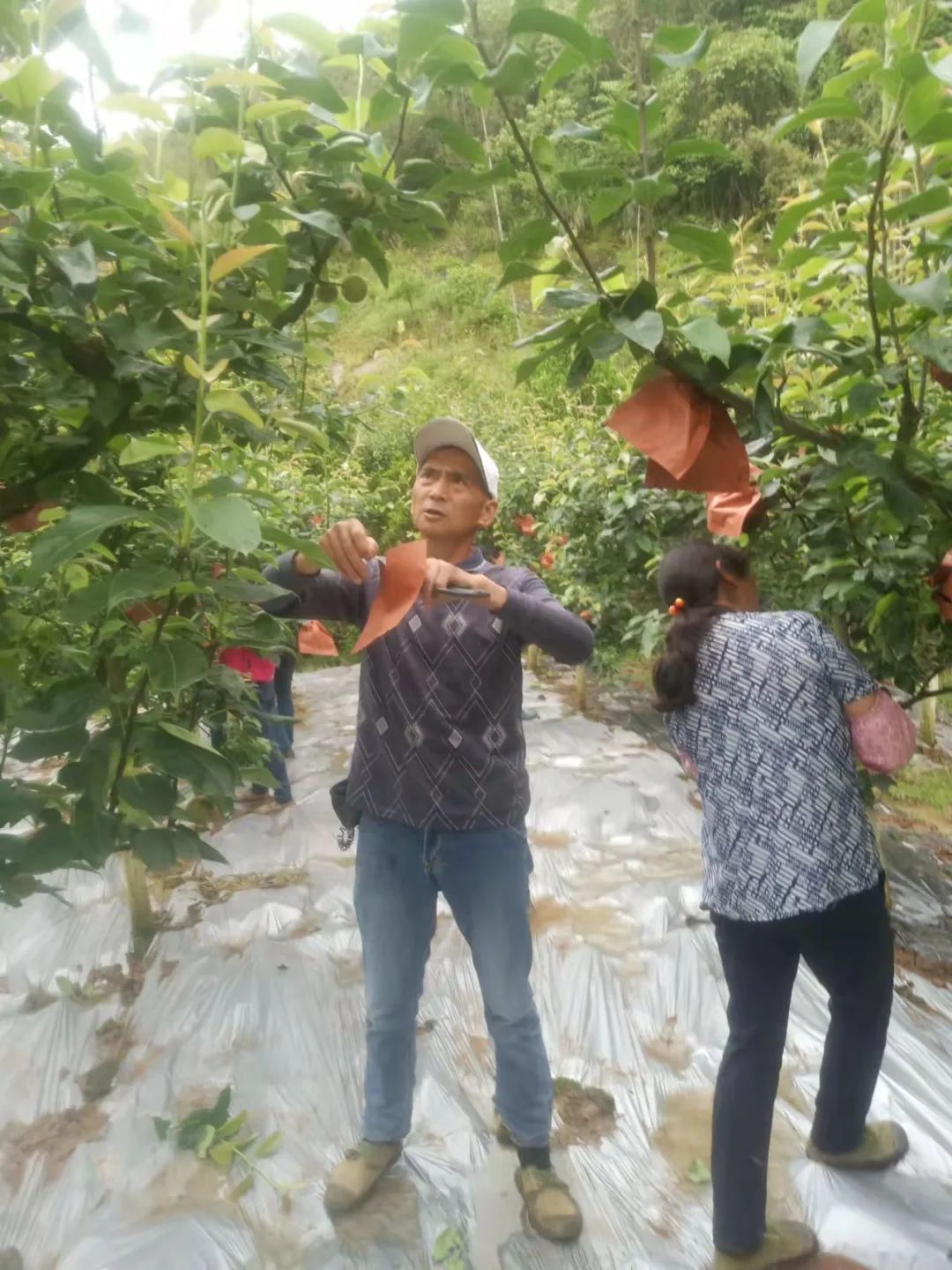 种植盆景柚子致富_致富柚子种植盆景怎么样_致富柚子种植盆景视频