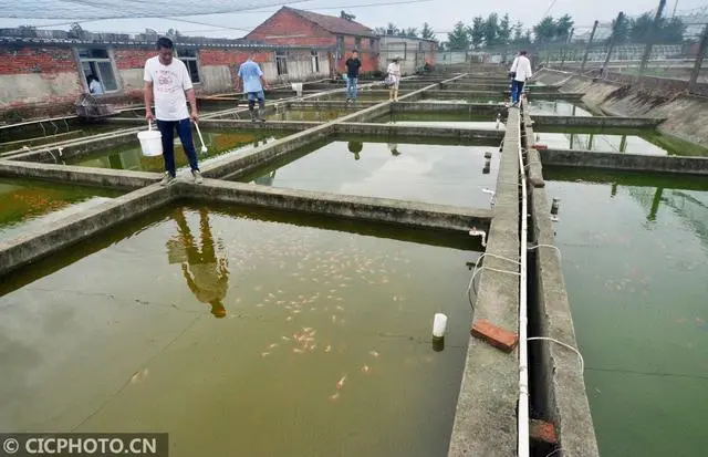 江苏鳜鱼工厂化养殖视频_江苏鳜鱼养殖基地_江苏省鳜鱼养殖致富经