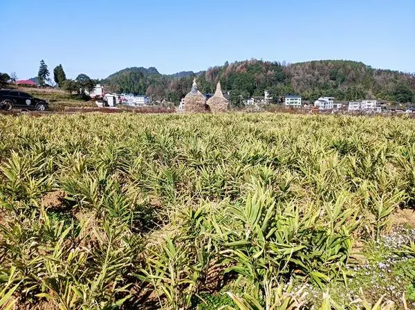 种植小黄姜的技术和技能_小黄姜种植致富_小黄姜种植条件