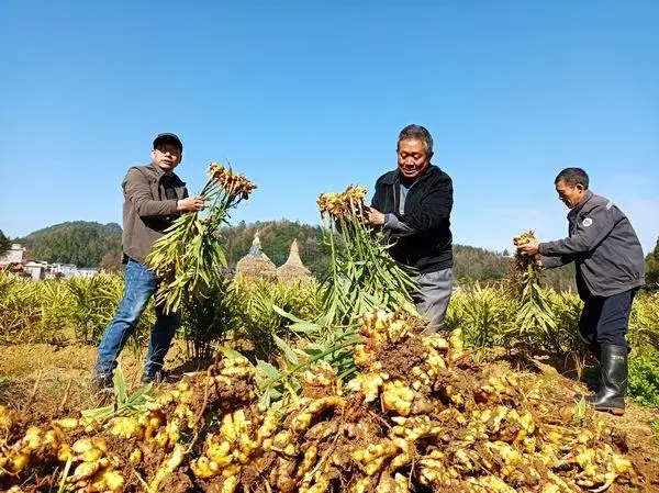 小黄姜种植条件_小黄姜种植致富_种植小黄姜的技术和技能