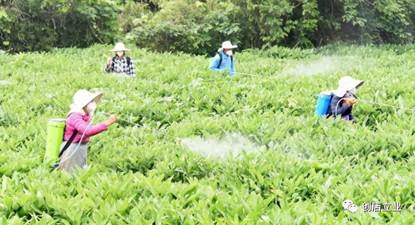 高产种植玉竹技术视频_玉竹高产栽培技术_玉竹种植高产技术