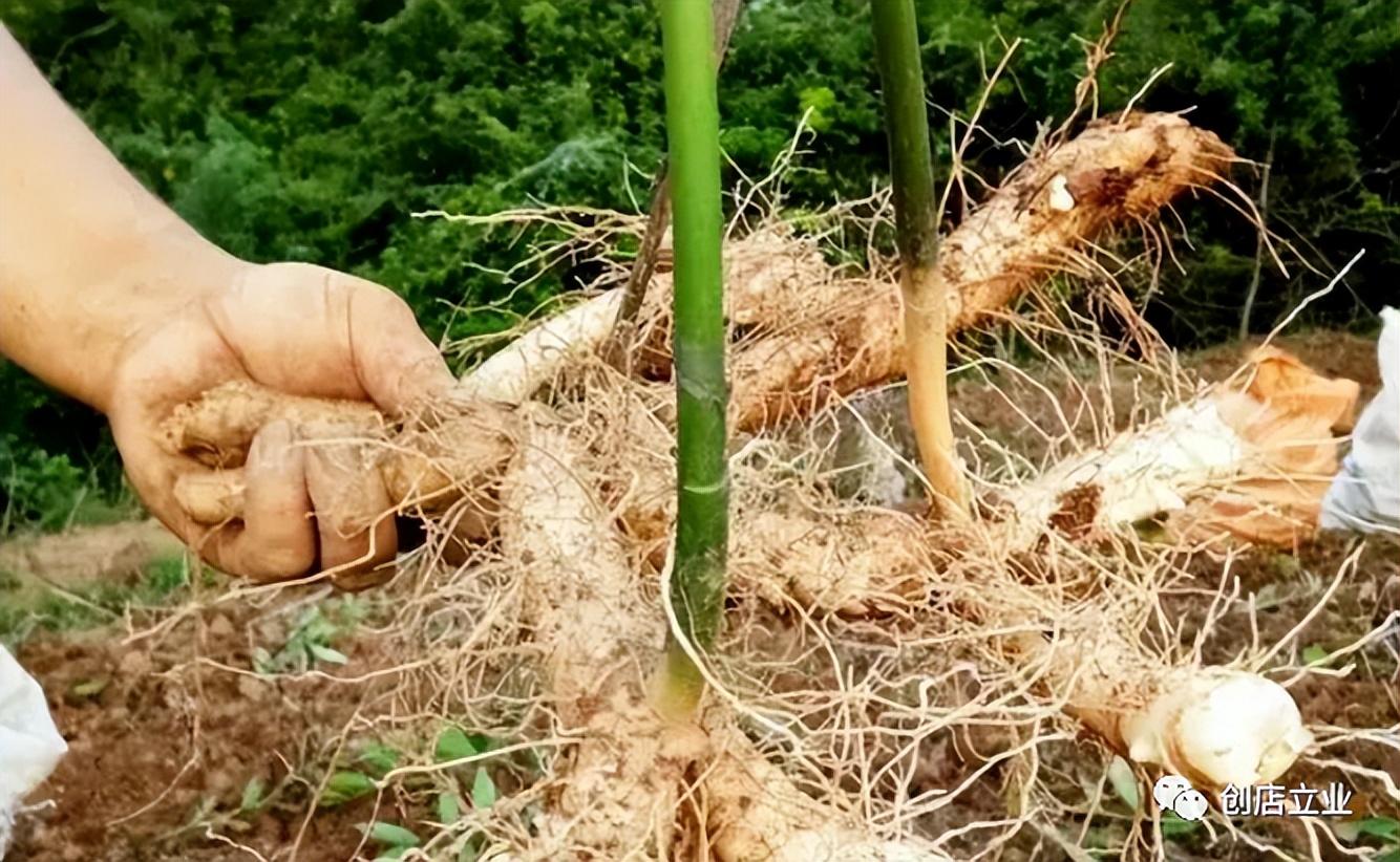 玉竹种植高产技术_玉竹高产栽培技术_高产种植玉竹技术视频