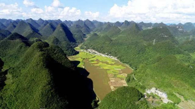 小黄姜种植致富_小黄姜种植方法_小黄姜种植条件