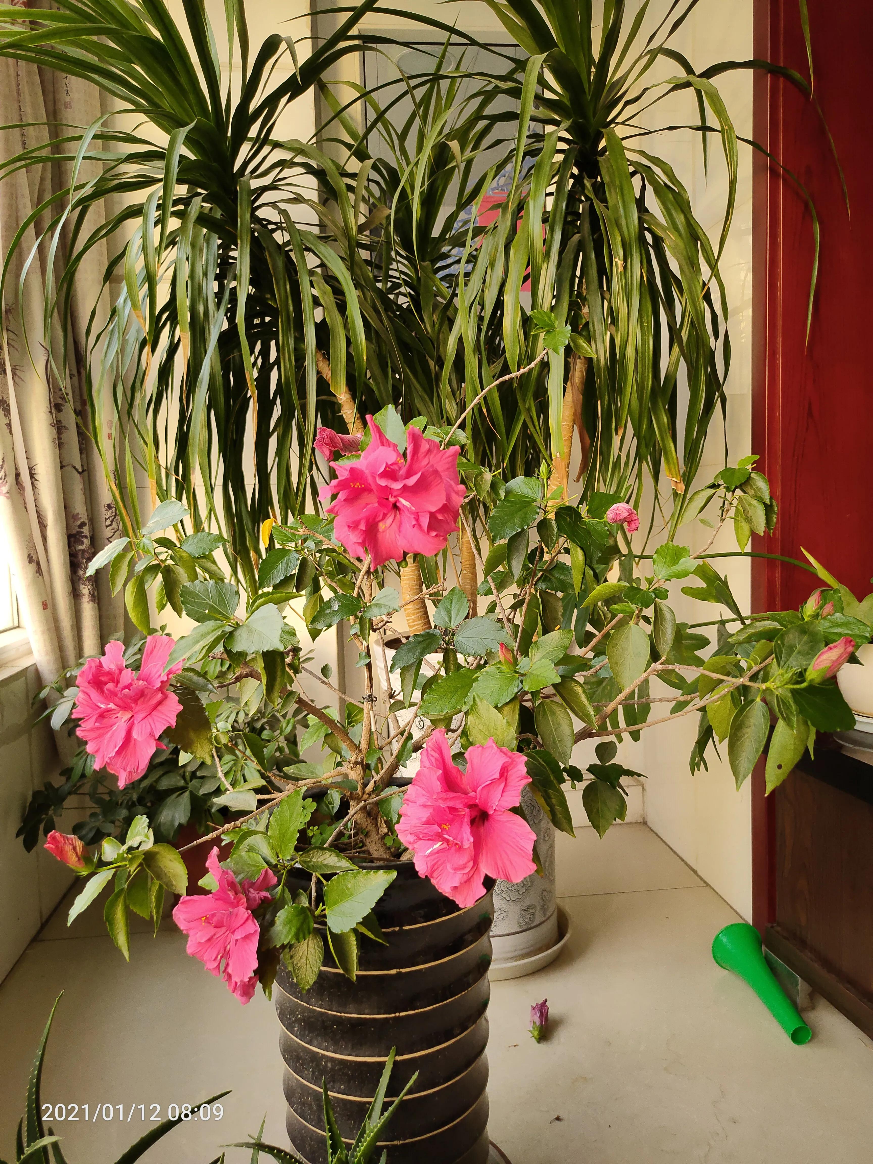 扶桑牡丹的花期_牡丹种植扶桑花技术视频_扶桑牡丹花种植技术