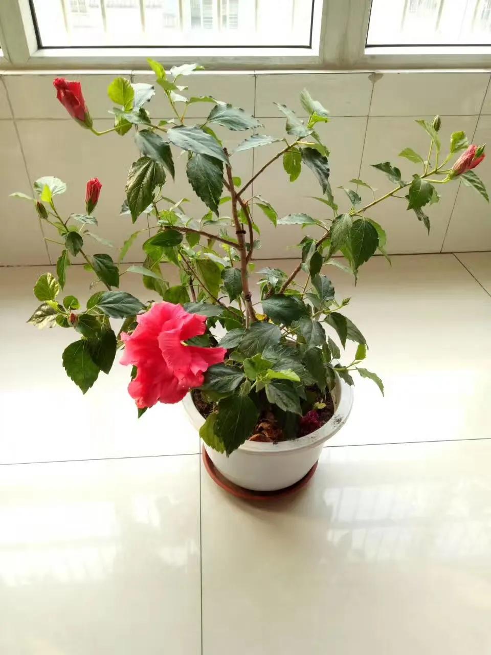 扶桑牡丹的花期_扶桑牡丹花种植技术_牡丹种植扶桑花技术视频