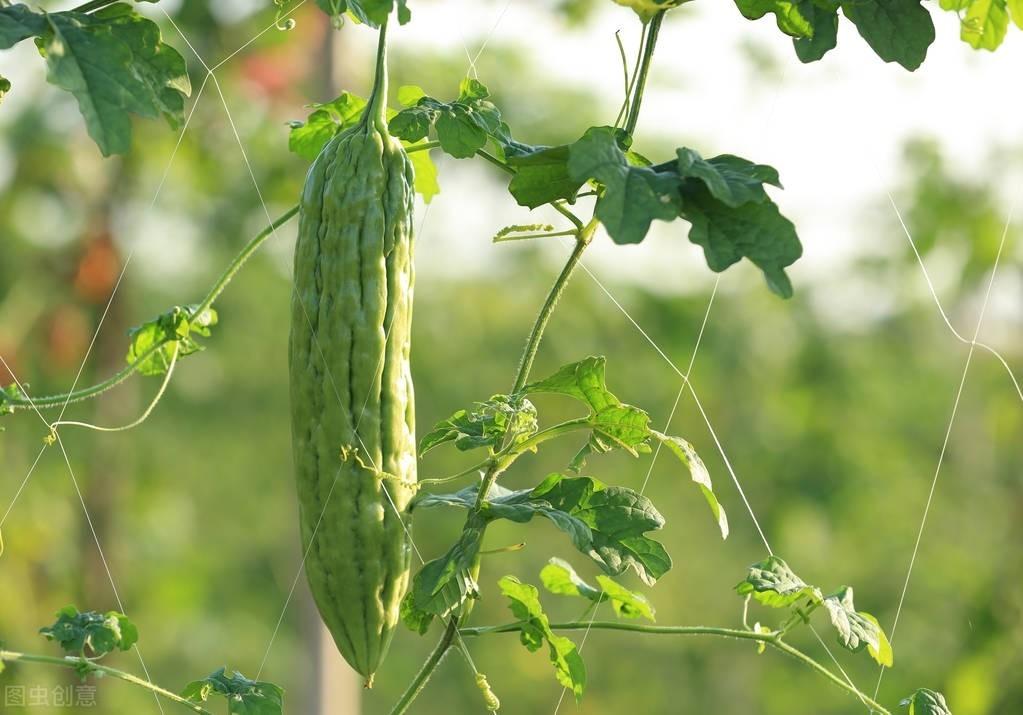 苦瓜种植时间及技术要点视频_春季苦瓜种植技术cctv7_cctv7春季苦瓜种植技术