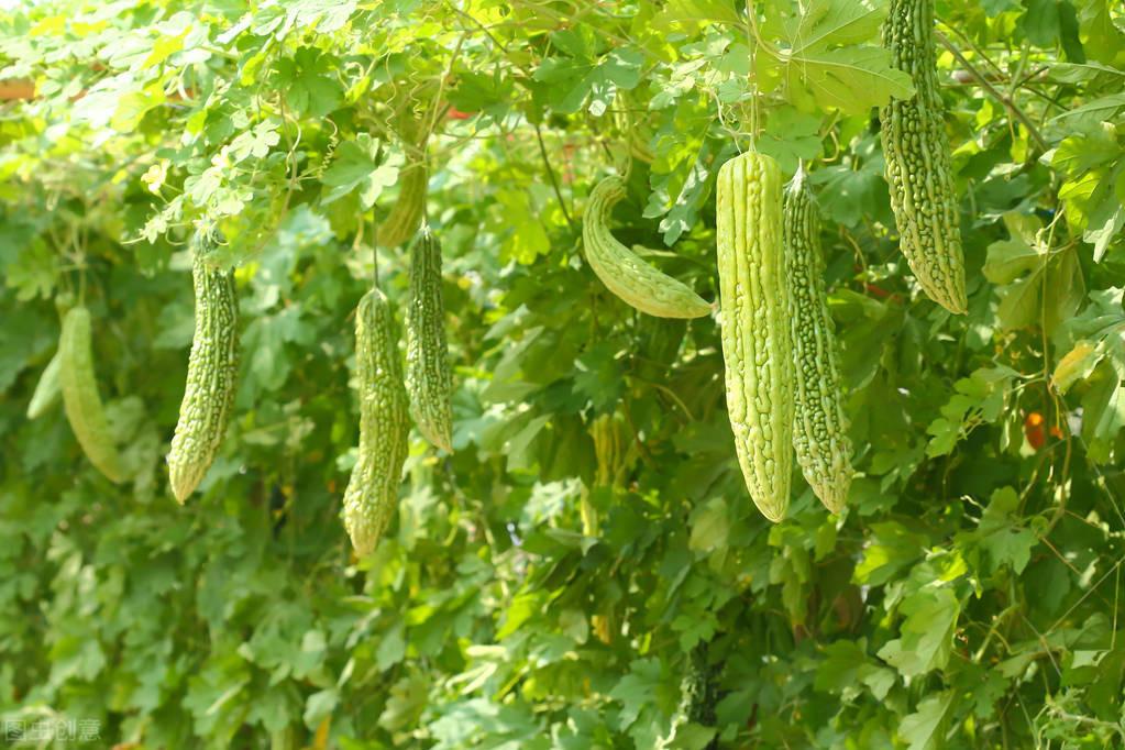 cctv7春季苦瓜种植技术_苦瓜种植时间及技术要点视频_春季苦瓜种植技术cctv7